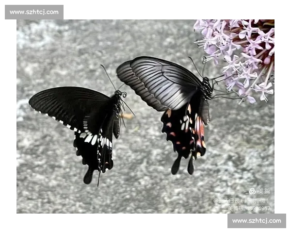 破茧成蝶：在磕碰中淬炼生命的韧性